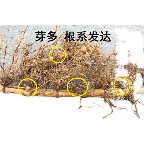 大型巨龙竹竹苗楠竹苗食用竹笋苗毛竹苗庭院室外种植巨龙竹竹子苗 - 图3
