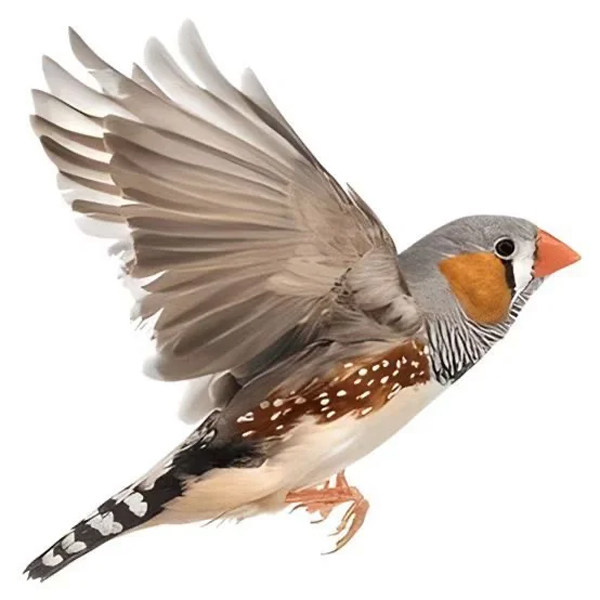 珍珠鸟家养宠物鸟灰色白色驼色珍珠鸟小珍珠鸟一对可繁殖观赏鸟,淘宝优惠券,粉丝福利购,淘宝优惠卷