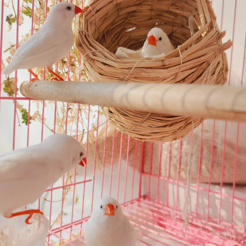 珍珠鸟家养宠物鸟灰色白色驼色珍珠鸟小珍珠鸟一对可繁殖观赏鸟,淘宝优惠券,粉丝福利购,淘宝优惠卷