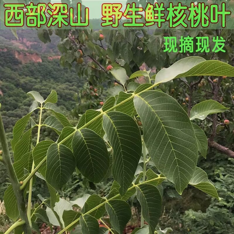 核桃皮老核桃树枝中药材野生分心木核桃壳煮鸡蛋核桃树叶青龙衣皮 - 图3