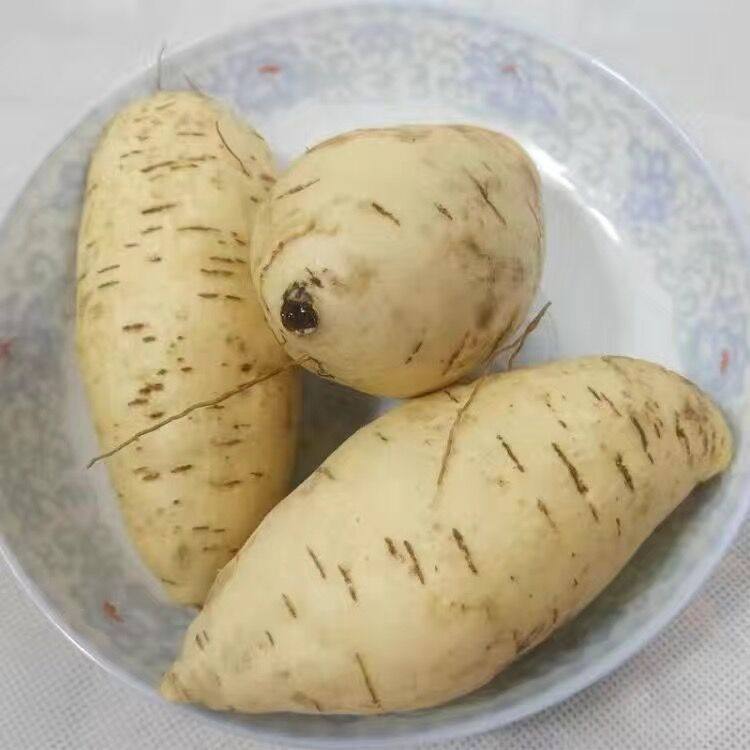 广东潮汕农家自种鸡蛋薯地瓜白皮黄心番薯板栗红薯潮州新鲜白薯,淘宝优惠券,粉丝福利购,淘宝优惠卷