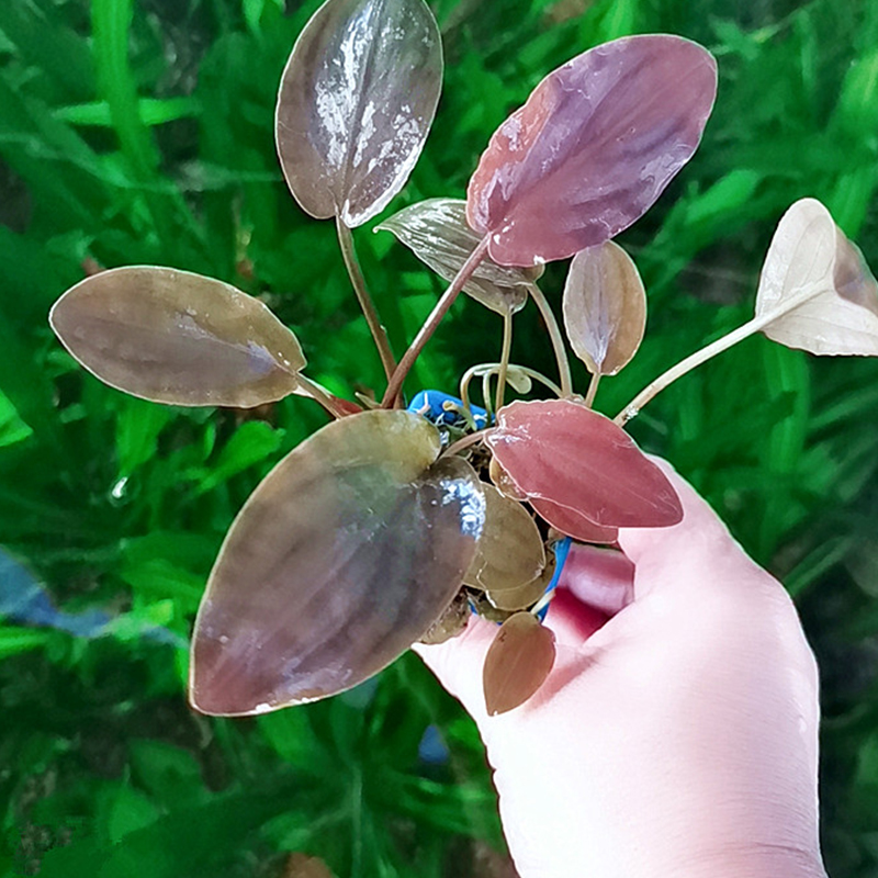 椒草水草鱼缸造景植物迷你椒红椒青椒圆叶椒喷泉椒草中前景真水草