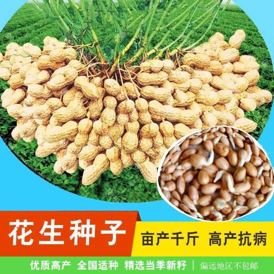 花花生种子 新人首单立减十元 22年9月 淘宝海外