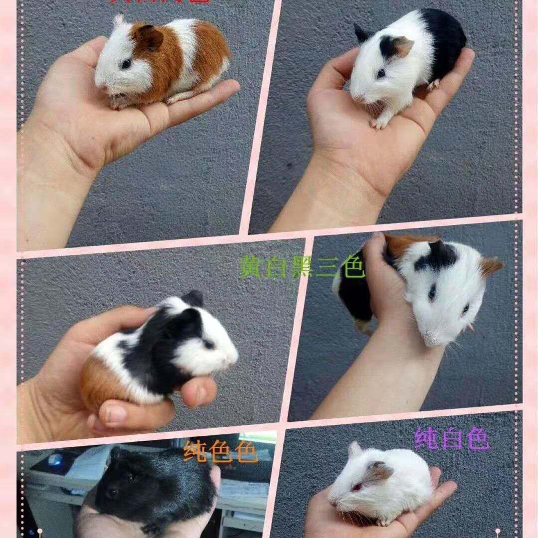 活体荷兰鼠可繁殖豚鼠活物荷兰猪亲人宠物饲养简单包邮家养可繁殖,淘宝优惠券,粉丝福利购,淘宝优惠卷