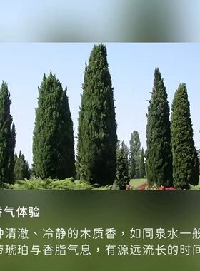 测试推荐法国产区丝柏精油平衡