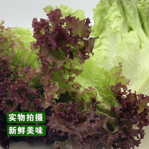 新鲜蔬菜红叶紫叶罗莎红生菜西餐轻食沙拉即食吃烤肉食材5份包邮