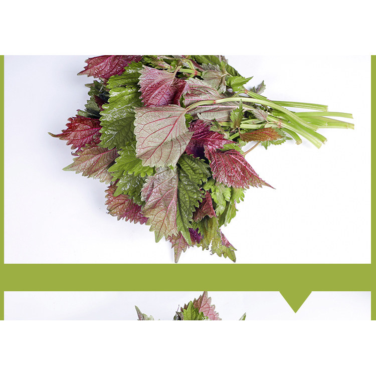 新鲜食用紫苏叶烤肉横县鱼生青配料去腥增香炒螺鲜料配料一份包邮,淘宝优惠券,粉丝福利购,淘宝优惠卷