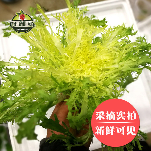 新鲜黄心苦菊500g沙拉蔬菜苦苣九芽狗牙苦细叶生菜西餐健身轻食材 - 图0