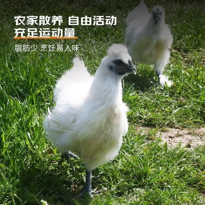 天农清远乌鸡整鸡1kg新鲜走地乌骨鸡肉月子炖汤正宗白凤活苗生鲜,淘宝优惠券,粉丝福利购,淘宝优惠卷