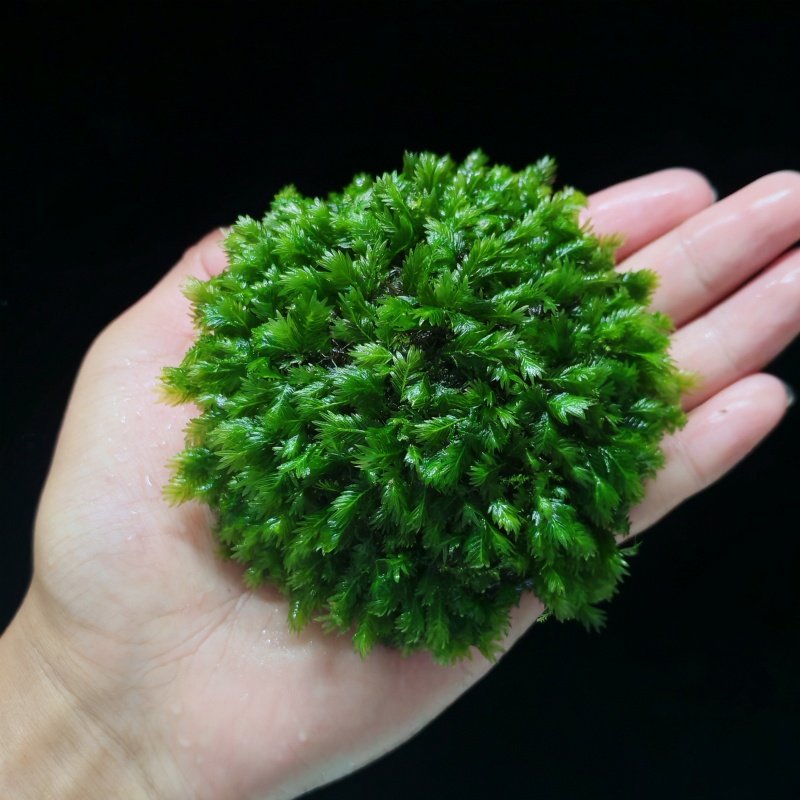 凤尾莫斯半球水草鱼缸新手懒人沉木造景装饰大三角阴性好养植物,淘宝优惠券,粉丝福利购,淘宝优惠卷