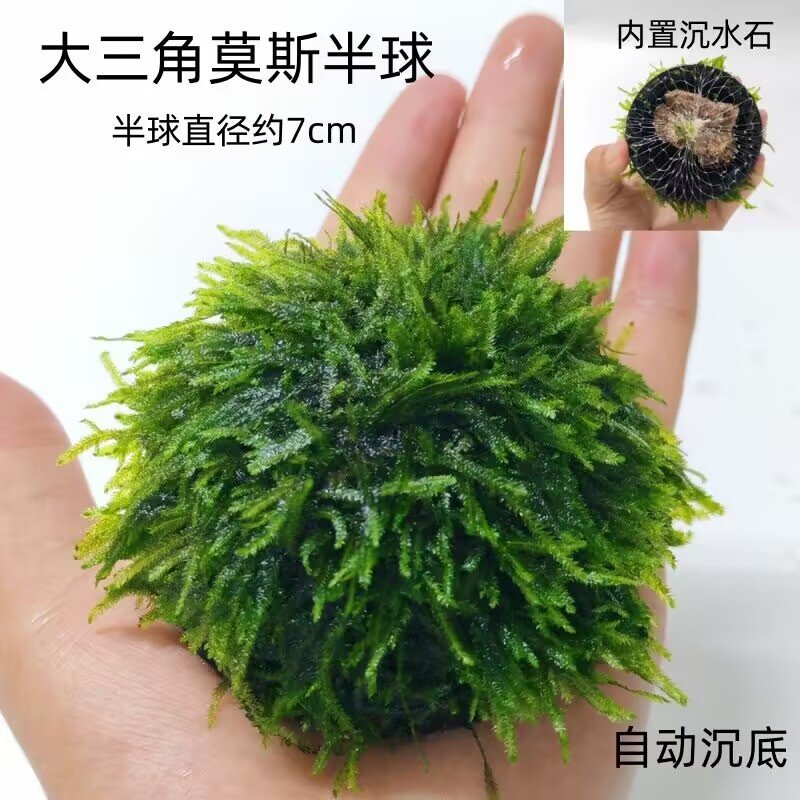 凤尾莫斯半球水草鱼缸新手懒人沉木造景装饰大三角阴性好养植物,淘宝优惠券,粉丝福利购,淘宝优惠卷