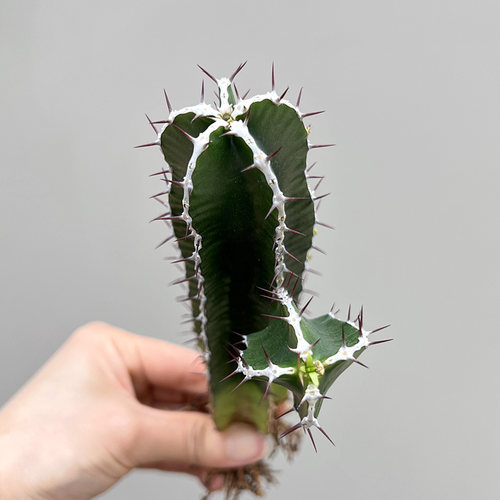 植物员外 火山大戟群生一物一拍 珍稀块根大戟科仙人柱盆栽绿植 - 图1