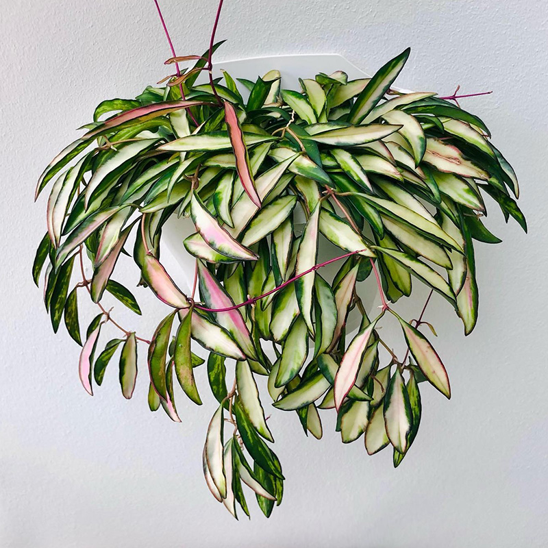 植物员外 冰糖威特内锦球兰Hoya wayetii variegata 室内盆栽绿植 - 图1