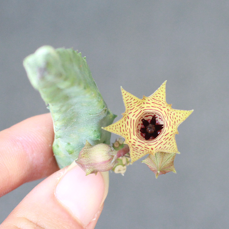 植物员外波纹剑龙角huernia Thuretii 粉白季节锦夏秋变色萝藦科 植物员外dr Plant 淘优券