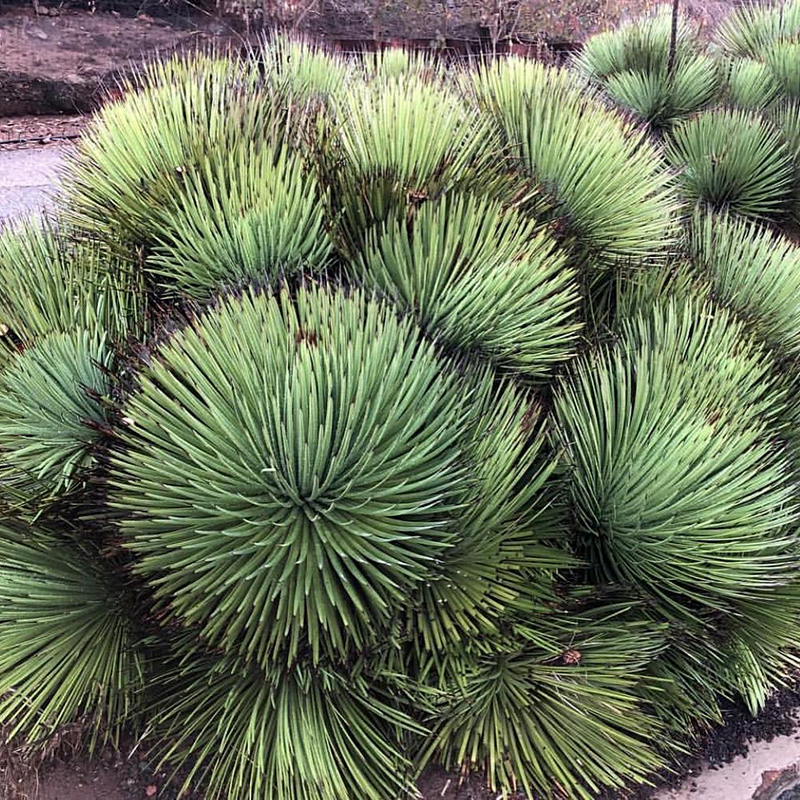 植物员外绿姬吹上agave strictanana一物一拍龙舌兰多肉植物盆栽-图0