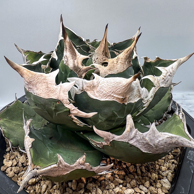 植物员外立可白Agave titanota sad一物一拍白钻石仁王冠龙舌兰-图2