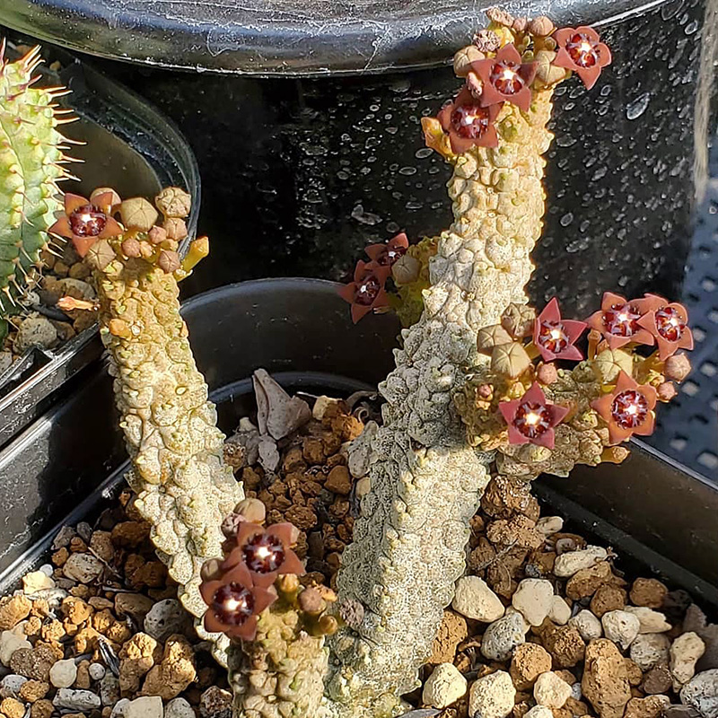 植物员外蛇蹄玉珊瑚阁凝蹄阁Pseudolithos dodsonianus萝藦科-图2