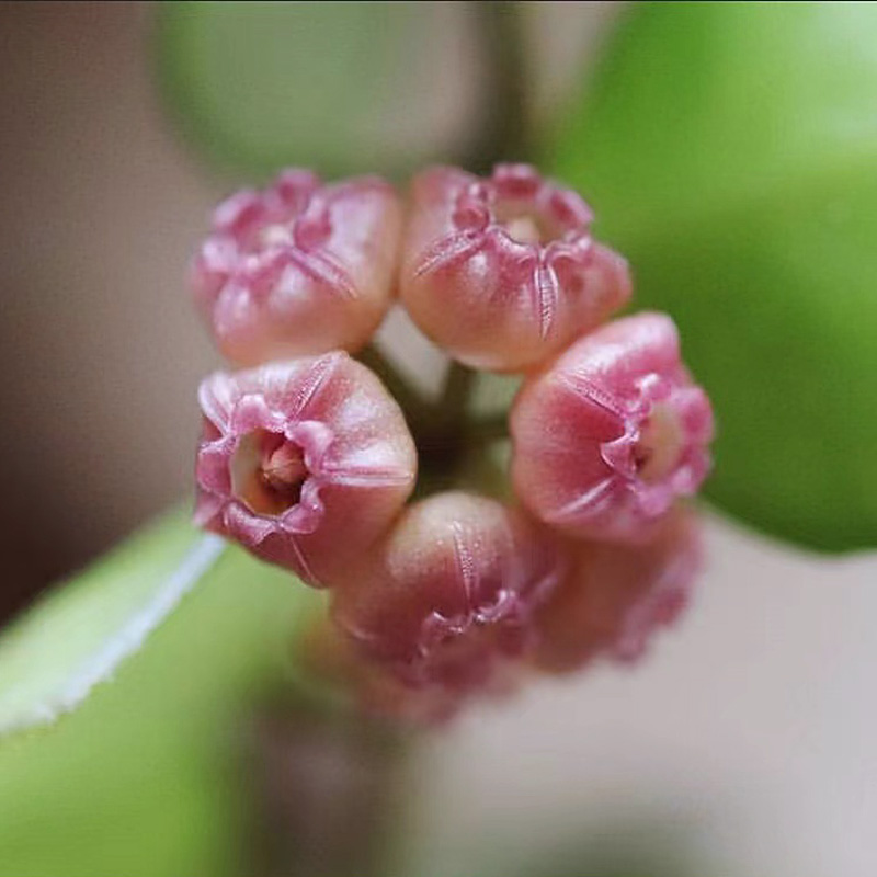 植物员外 黄烧麦粉烧麦Hoya heuschkeliana  休斯科尔球兰多肉 - 图2