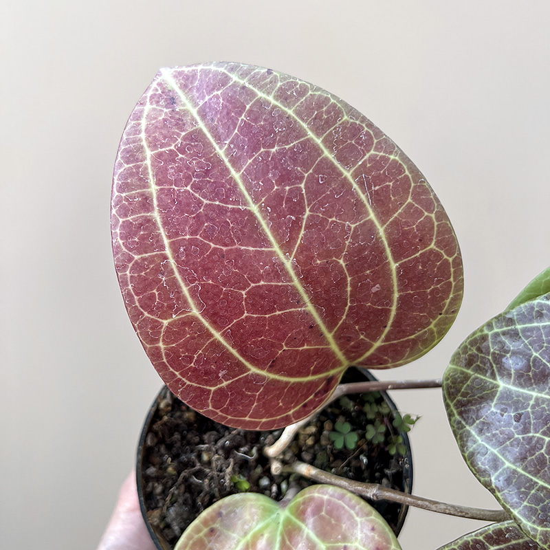 植物员外秘密球兰Hoya Sp Sarawak一物一拍大叶变色爬藤垂吊盆栽-图1