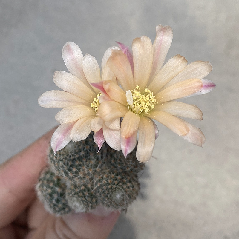 植物员外 日出 Rebutia cv 