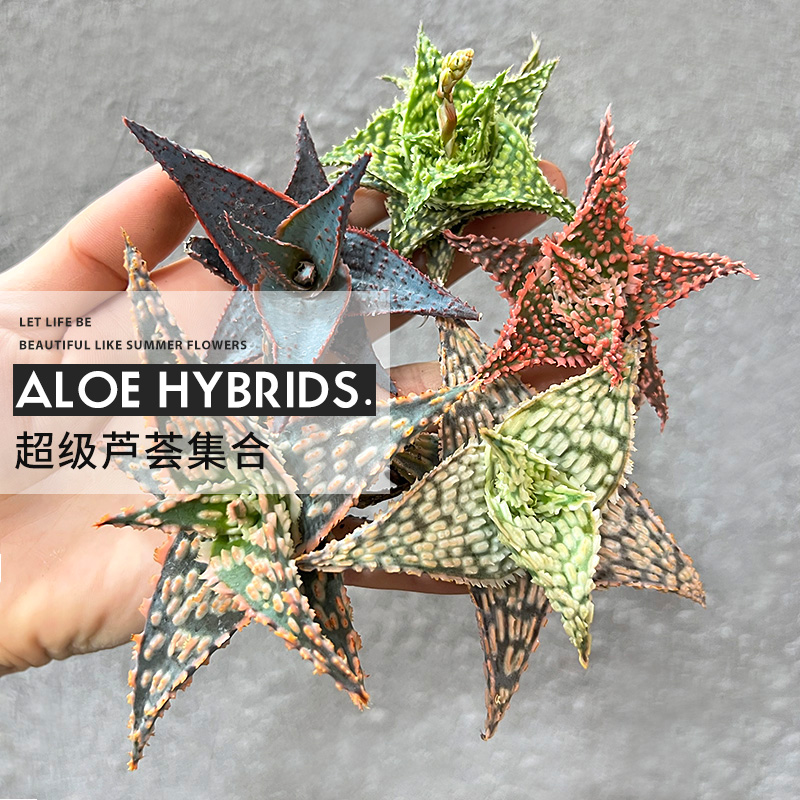 植物员外 超级芦荟 优选精品TCT杂交芦荟园艺种 多肉组合盆栽,淘宝优惠券,粉丝福利购,淘宝优惠卷