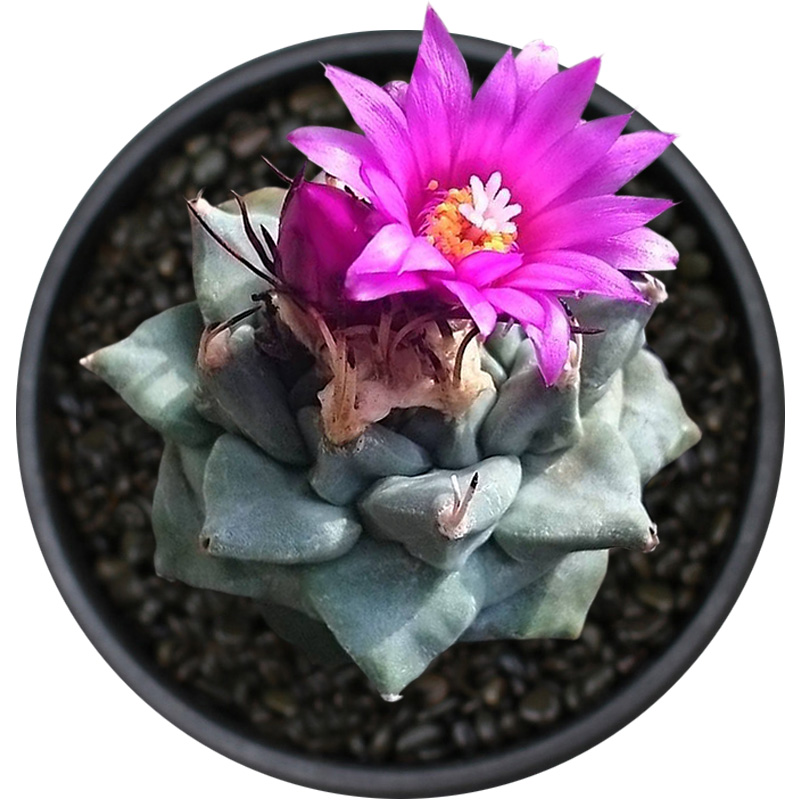 植物员外赤花娇丽实生turbinicarpus Alonsoi 娇丽属仙人球多肉