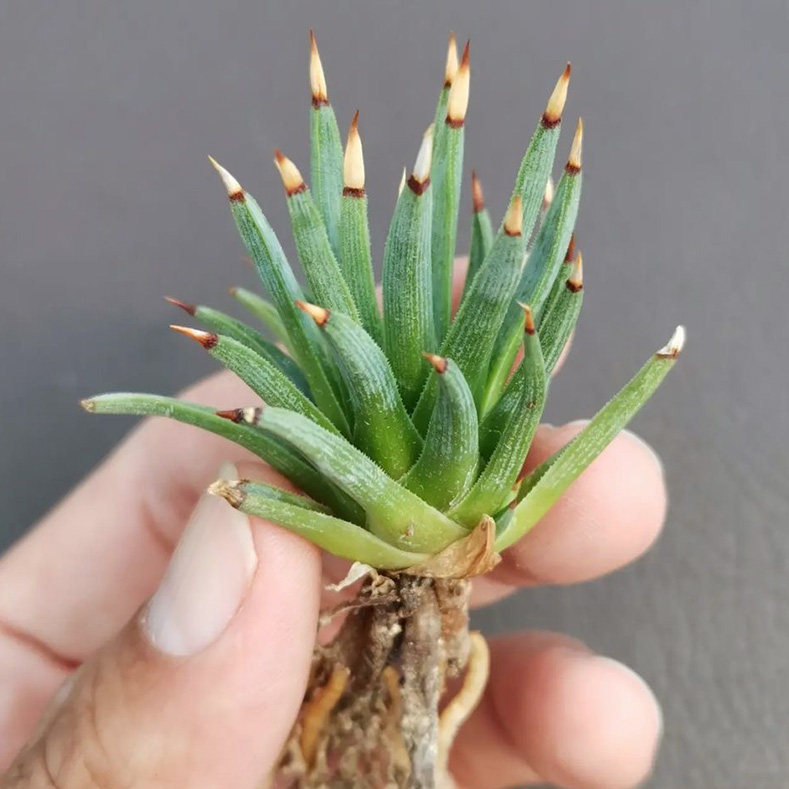 植物员外 棉花糖Agave albopilosa一物一拍 稀有白头翁龙舌兰盆栽,淘宝优惠券,粉丝福利购,淘宝优惠卷