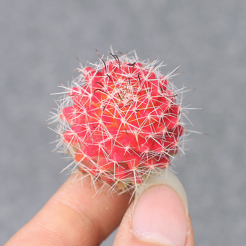 植物员外 红娜丸 红色稀有开花仙人球 越晒越红防辐射多肉盆栽 - 图2