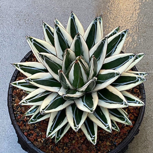 植物员外 冰山龙舌兰 Agave victori一物一拍 精品白覆伦多肉盆栽 - 图0
