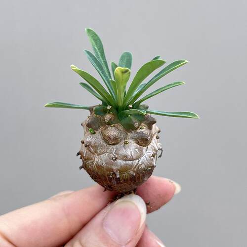 植物员外 峨眉山群生一物一拍 小菠萝大戟科块根多肉植物阳台盆栽 - 图3