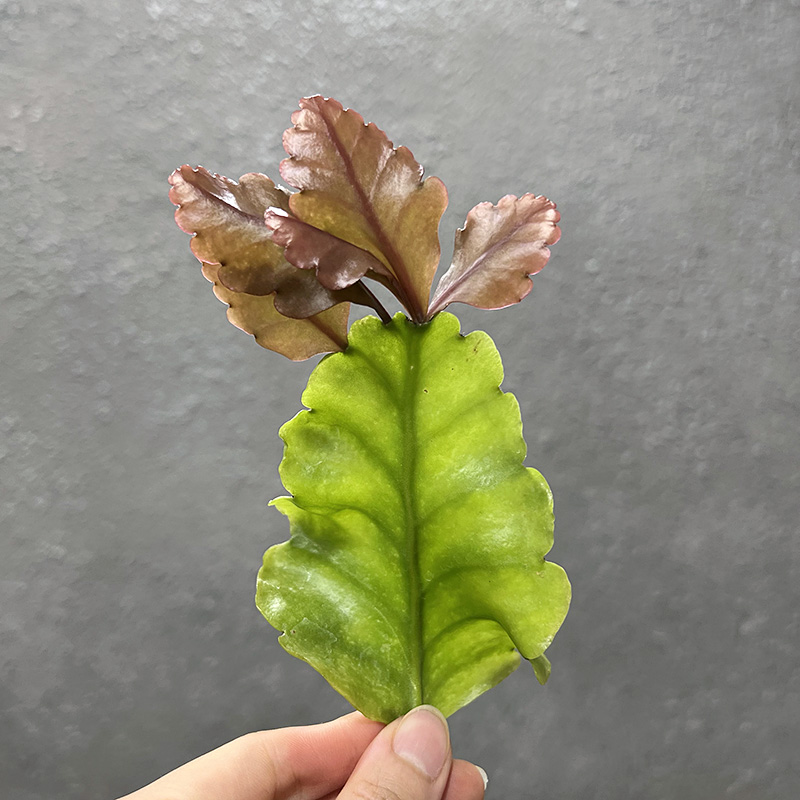 植物员外 羽叶丝苇 稀有可垂吊雨林仙人掌绿植多肉植物组合盆栽 - 图2