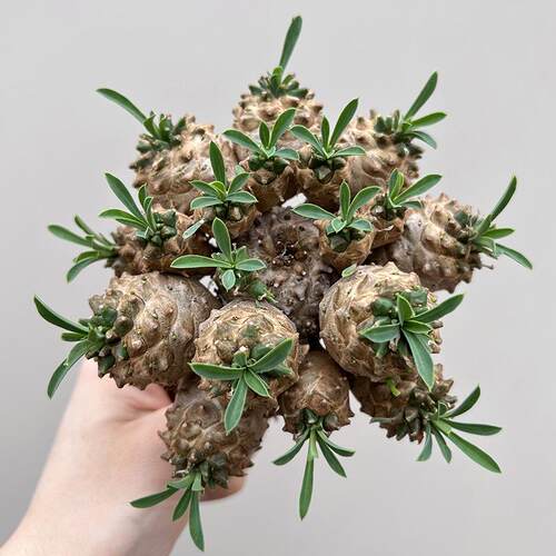 植物员外 峨眉山群生一物一拍 小菠萝大戟科块根多肉植物阳台盆栽 - 图0
