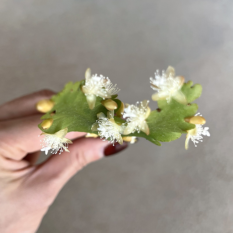 植物员外 羽叶丝苇 稀有可垂吊雨林仙人掌绿植多肉植物组合盆栽 - 图1