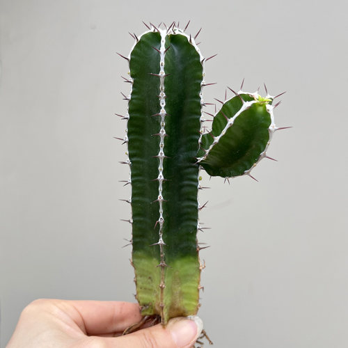 植物员外 火山大戟群生一物一拍 珍稀块根大戟科仙人柱盆栽绿植 - 图0