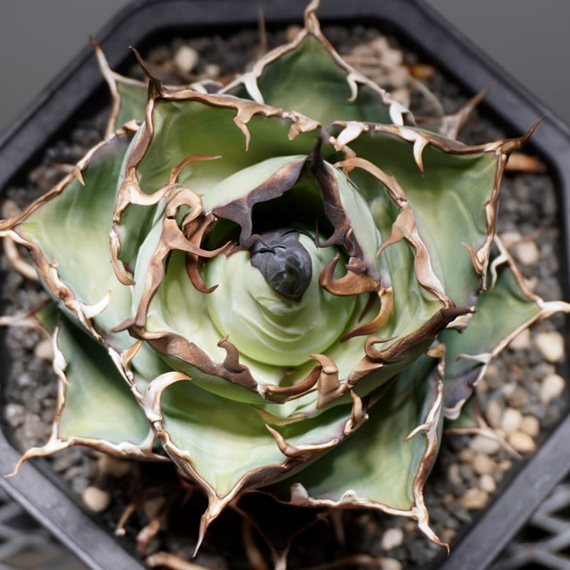 植物员外黑帝斯Agave Titanota Hades一物一拍仁王冠龙舌兰盆栽-图0