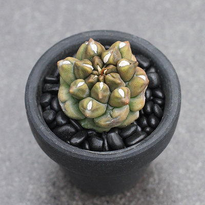 植物员外翠晃石一物一拍稀有石化无刺裸萼球属仙人球多肉盆栽 虎窝淘