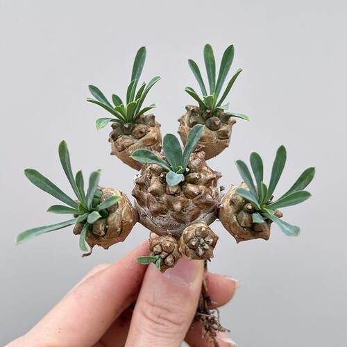 植物员外 峨眉山群生一物一拍 小菠萝大戟科块根多肉植物阳台盆栽 - 图2