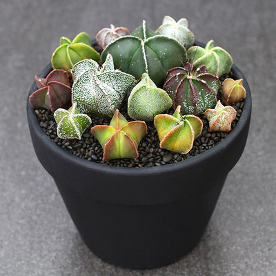 植物员外鸾凤玉三角四角五角实生仙人球懒人植物开花多肉植物 虎窝淘