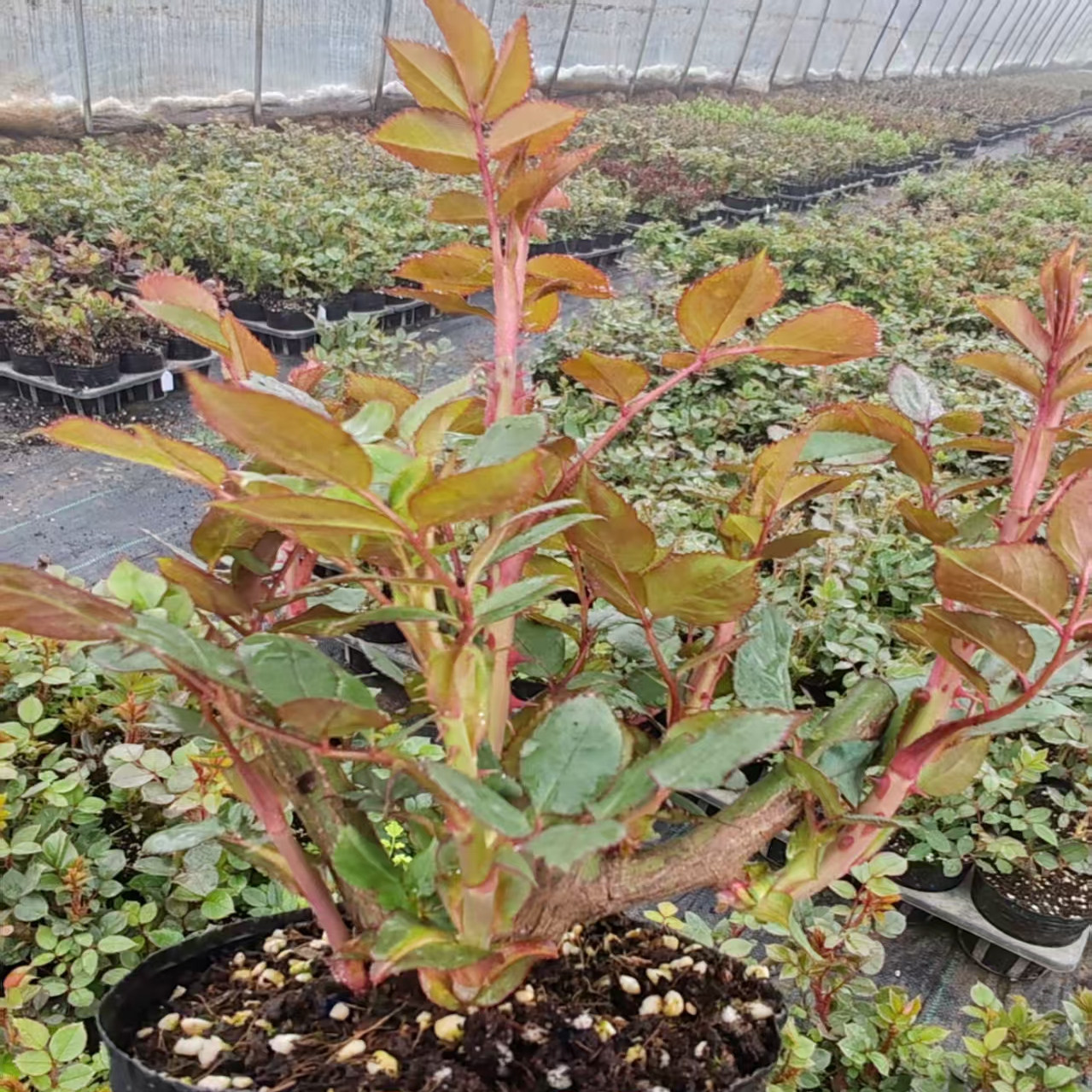 南阳伊诺月季（粉扇）月季灌木月季品种,淘宝优惠券,粉丝福利购,淘宝优惠卷