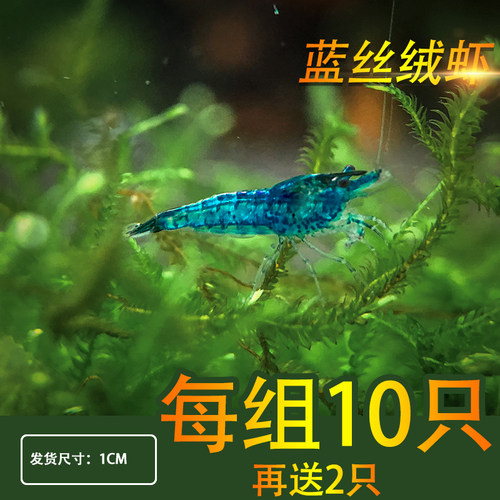 黑壳虾鲜活观赏虾活体宠物草缸水晶虾苗樱花极火米虾大和除藻淡水 - 图2