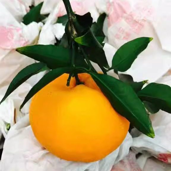 现摘四川春见耙耙柑新鲜水果5斤包邮金堂三溪脐橙柑橘橙子可采摘,淘宝优惠券,粉丝福利购,淘宝优惠卷