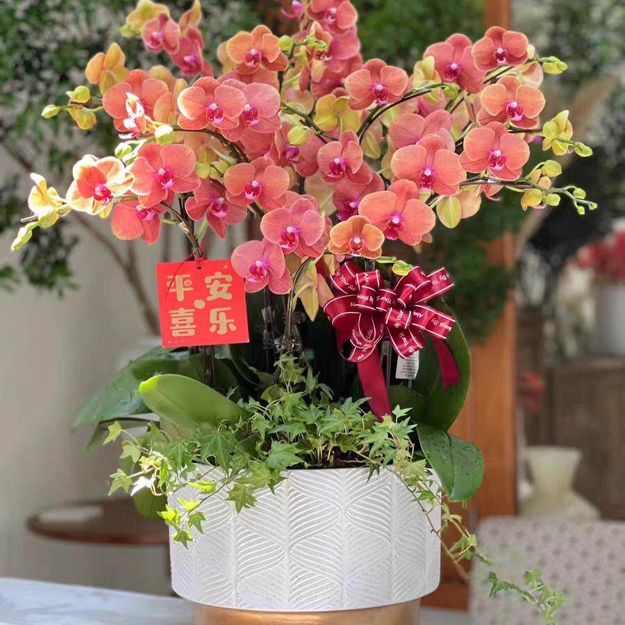 10支橙色蝴蝶兰盆栽 鲜活植物真花 高档礼品送礼花卉上海送货上门