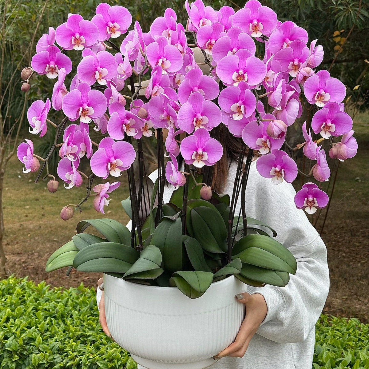 粉安娜蝴蝶兰盆栽花期长 开业乔迁礼品盆景年宵花卉 上海送货上门