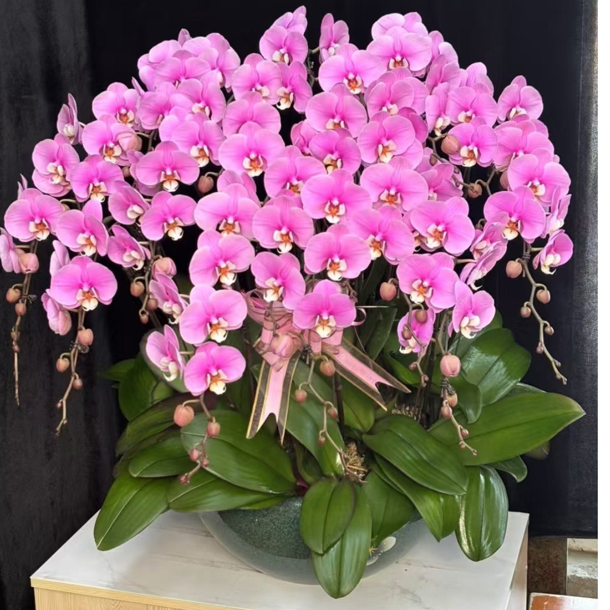 粉安娜蝴蝶兰盆栽花期长 开业乔迁礼品盆景年宵花卉 上海送货上门