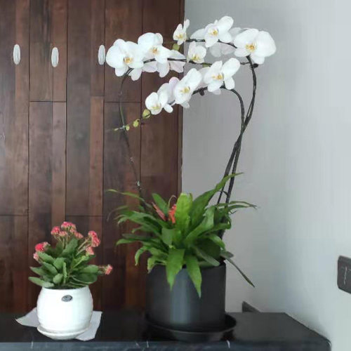 精品纯白色蝴蝶兰 观花植物开业乔迁花卉礼品 年宵绿植盆栽 - 图0