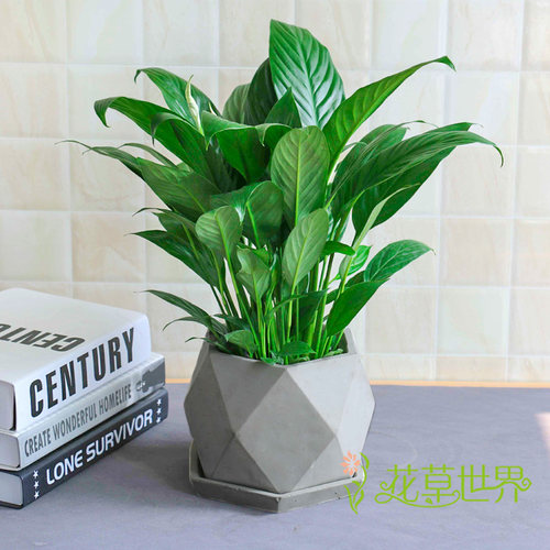 白掌盆栽又名一帆风顺白鹤芋花期长净化空气植物室内卧室办公室 - 图1