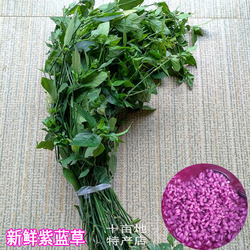 紫米草紫蓝草广西三月三五色糯米饭植物染料天然红色黄染饭红蓝草 - 图0