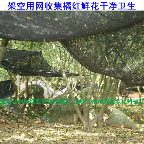 实惠100克装正宗正毛本地化州橘红花橘红花茶桔红花化州土特产 - 图2