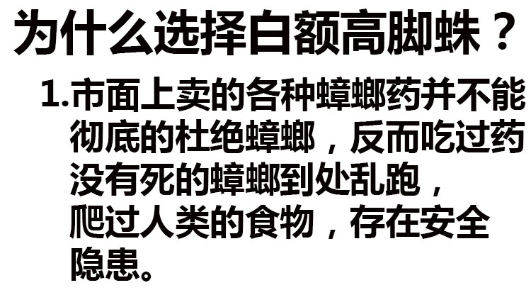 白额高脚蛛抓吃蟑螂的蜘蛛灭小强天敌克星吃蚊虫害虫活体宠物蜘蛛 - 图2