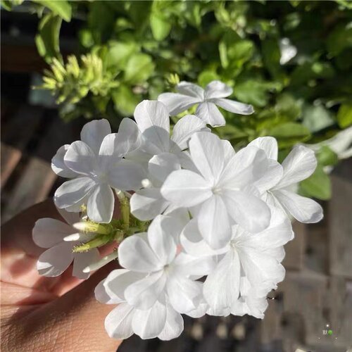 白雪花盆栽蓝雪花红雪花庭院阳台多年生花卉耐热花期长好养活包邮 - 图2